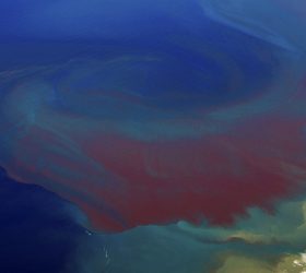 Red Tide Florida Coast